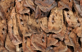 Bogong Moths in a cave at Ramshorn, Victorian Alps. Photo: Jeremy Tscharke | Copyright Parks Victoria