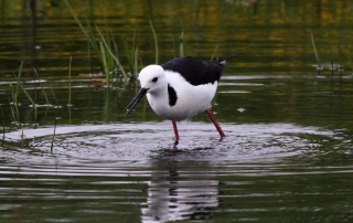 Black Winged Stilt at Edithvale wetlands. Photo: Frankzed | CC BY-NC 2.0