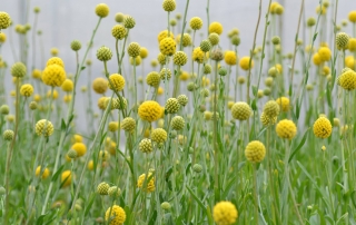 Pycnosorus chrysanthes - Golden Billy Buttons. The Billy Buttons are at their best at the moment. You can never have too much yellow in the garden!