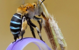 The striking Blue-banded bee has pale opalescent blue stripes on its abdomen. Photo: Chiswick Chap CC BY-SA 4.0