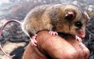 Mountain pygmy possum. Photo: Glen Johnson