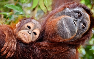 Photo: Orangutans at Tanjung Puting. Photo: Gemma i Jere | Flickr | CC BY-NC-ND 2.0